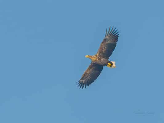 Vögel 0207049